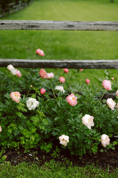 Spring Bloom