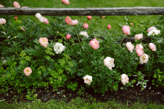 Spring Bloom