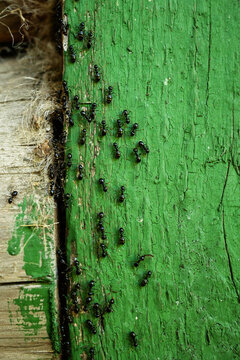 Ants on a wooden surface.