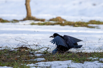 A pair of rooks mating on the ground on a sunny winter day against the snow. © Mariia