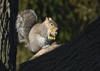 Obraz premium Curious Squirrel Perched on a Tree Branch Enjoying a Cracker with Bushy Tail Raised Against a Soft Blurred Woodland Background