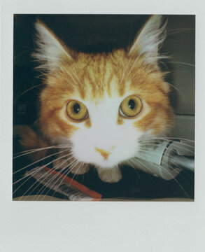 Curious Cat in Polaroid