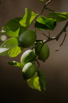 Close-up view of green limes hanging from a tree branch