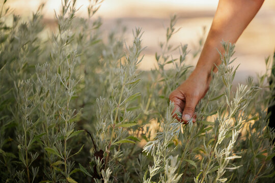Hand harvesting fresh green herbs in a garden