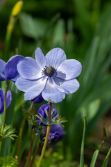 Close up of a purple anemone flower in bloom 
