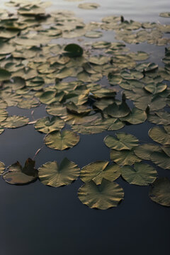 Lily Pads Floating On Quiet Pond Water