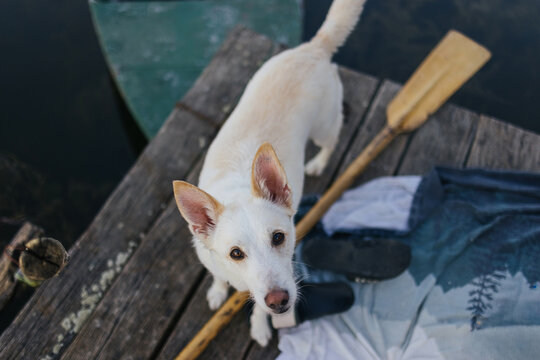 White Dog on Wooden Dock with Oar
