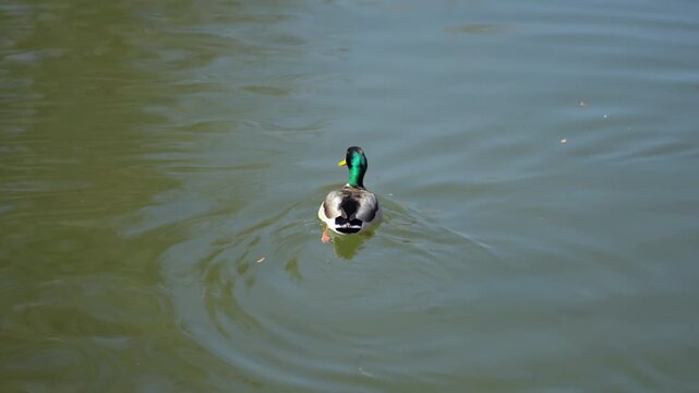 Wild Bufflehead (Bucephala albeola) duck swimming in pond water