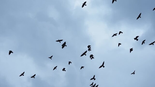 Large flock of birds flying in the night sky in slow motion
