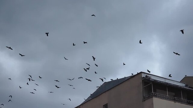 Flock of bird fly in slow motion over building roof top against sunset purple sky