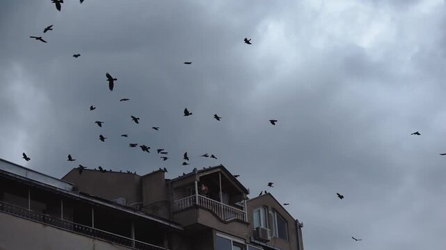 Dramatic scene of flock of silhouette black birds fly on dark sky over city building, slow motion