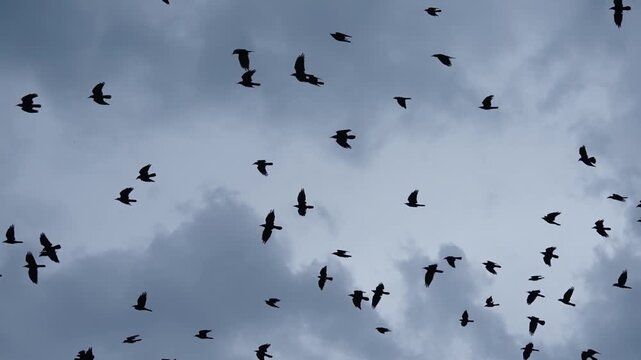 Migrations at the end of the season or return to the nest at night of a flock of bird, slow motion