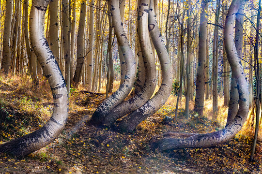 curvy tree