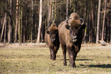 Rodzina żubrów  na wiosennej polanie  starego lasu Pszczyny Jankowice © kubikactive