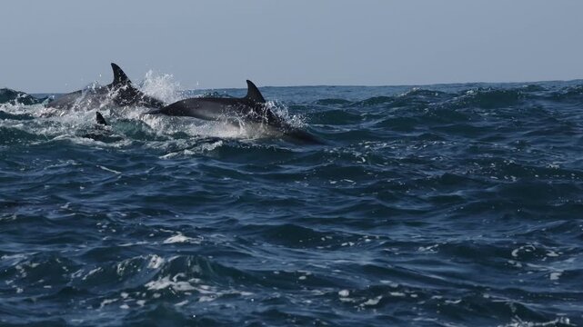 Powerful sardine run action on the Wild Coast of South Africa, filmed from water level as ocean waves surround hundreds of dolphins leaping, swimming and hunting sardines in dramatic marine wildlife