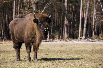Rodzina żubrów  na wiosennej polanie  starego lasu Pszczyny Jankowice © kubikactive