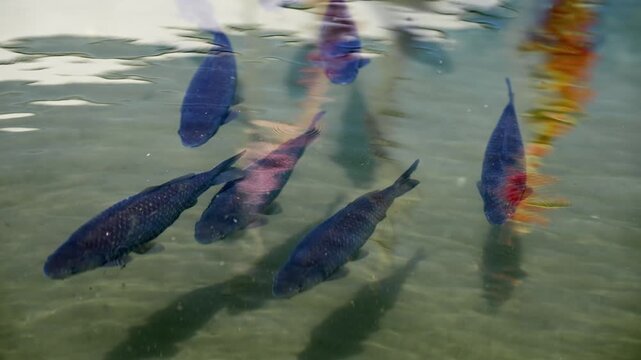 Brown trout (Salmo trutta) preparing for spawning in small creek