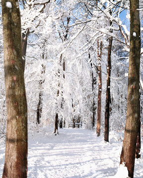 Winter Snow Landscape Trail Path