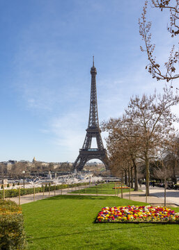 Spring in Paris. Japanese cherry and primula flowers blossoms along the Trocadero and the Eiffel Tower in the background