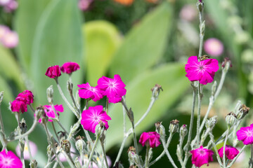 Close up of rose campion (silene coronaria) flowers in bloom