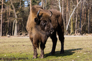 Rodzina żubrów  na wiosennej polanie  starego lasu Pszczyny Jankowice © kubikactive