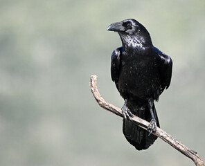 Fototapeta premium a huge black crow perched on a rock