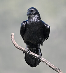 Fototapeta premium a huge black crow perched on a rock