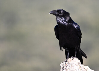 Fototapeta premium a huge black crow perched on a rock