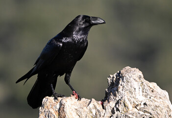Fototapeta premium a huge black crow perched on a rock