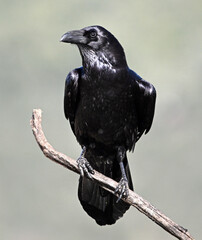 Fototapeta premium a huge black crow perched on a rock