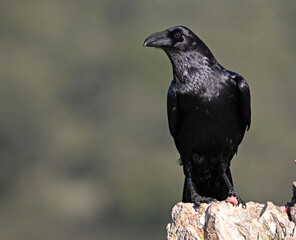 Fototapeta premium a huge black crow perched on a rock