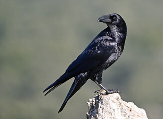 Fototapeta premium a huge black crow perched on a rock