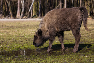 Rodzina żubrów  na wiosennej polanie  starego lasu Pszczyny Jankowice © kubikactive
