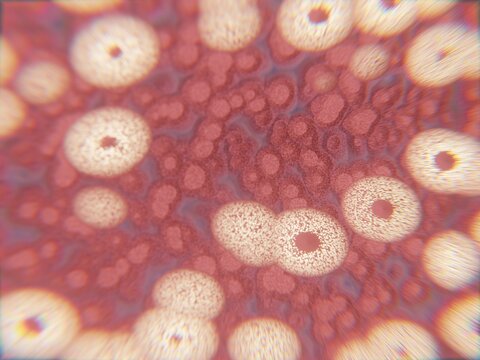 Close View of Round Cells in a Reddish Background Showing Details
