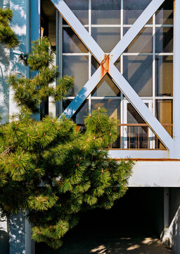 Pine Shadows Cast on an Aged Building.
