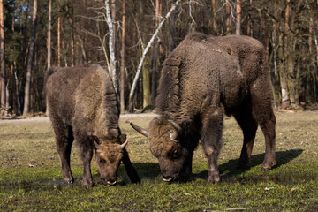 Rodzina żubrów  na wiosennej polanie  starego lasu Pszczyny Jankowice © kubikactive