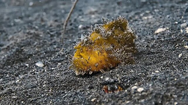 Startled Yellow Striated Frogfish Escaping Across Black Volcanic Sand