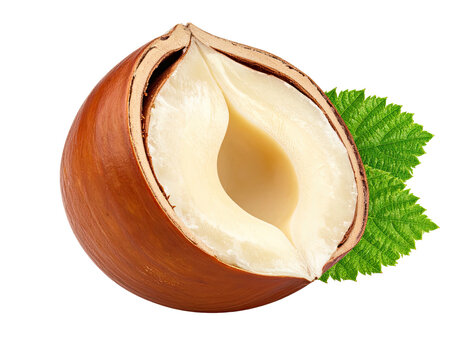 A halved brown nut with creamy white interior and a green leaf