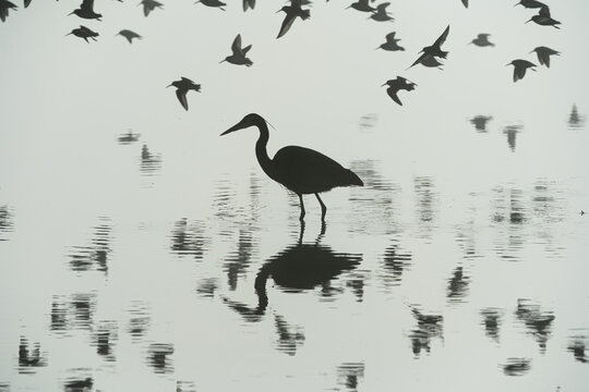 Great Blue Heron