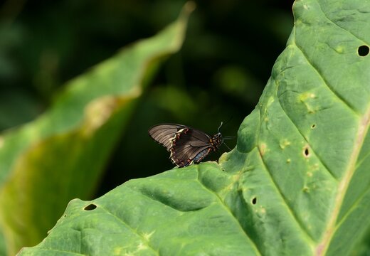 battus polydamas