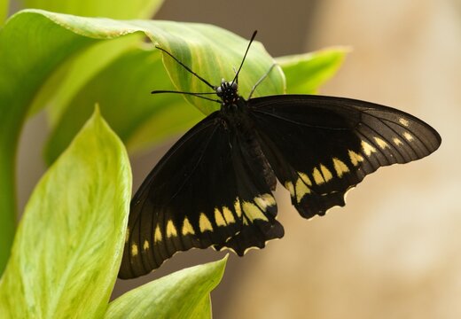 battus polydamas