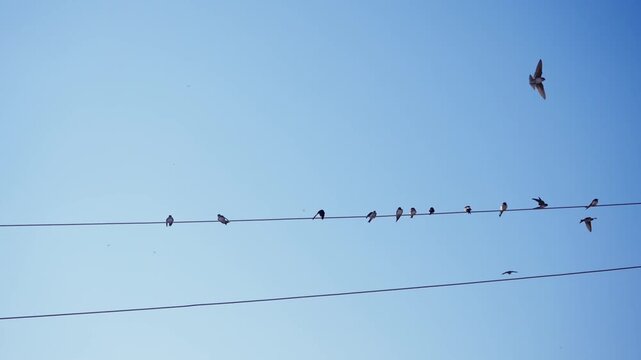 Flock swallows birds on the power line with blue sky, slow motion
