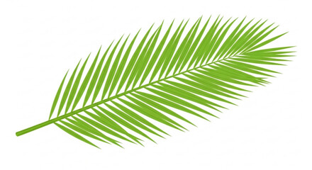 Obraz premium Green palm leaf illustration with vibrant foliage and detailed texture on isolated white background perfect for tropical designs