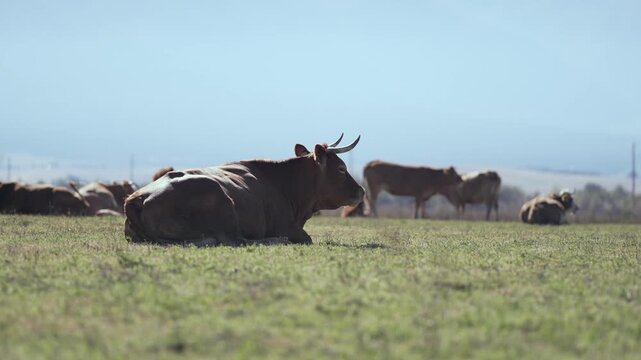 Herd of cows grazing on a farmland meadow, slow motion