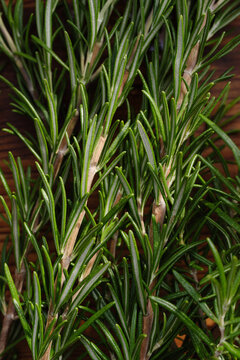 Fresh Rosemary Leaves on Display in Natural Light