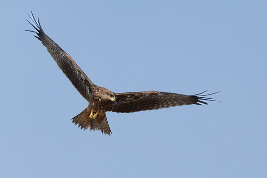Kite bird hovering into  a turn