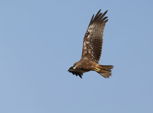 Kite bird hovering into  a turn