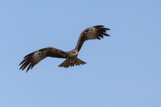 Kite bird hovering into  a turn