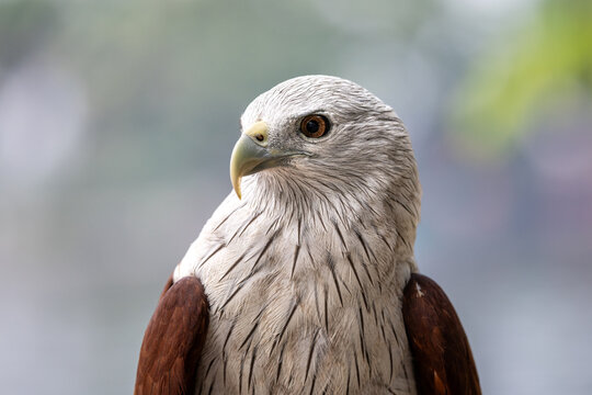 Brahminy Kite