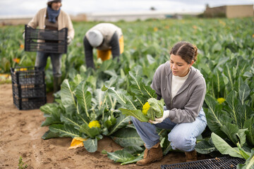 Young woman with a team of workers are standing in a field and harvesting cauliflower, they check...